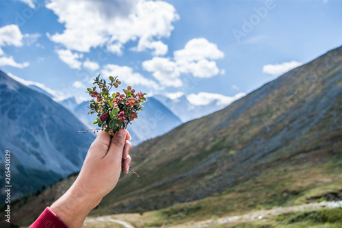 Спелые горные ягодки, Алтай