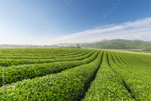 beautiful tea plantation landscape