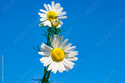 Flower white Daisy against the blue sky, spring, summer landscape, close-up, copy space
