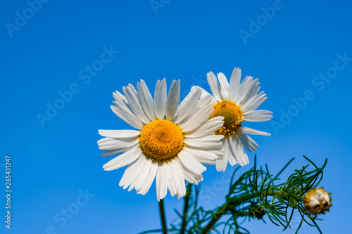Flower white Daisy against the blue sky  spring  summer landscape  close-up  copy space