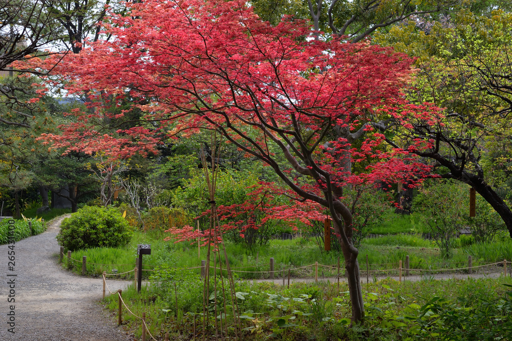 Fototapeta premium 向島百花園
