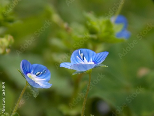 Fototapeta Naklejka Na Ścianę i Meble -  blue spring flower in the backyard