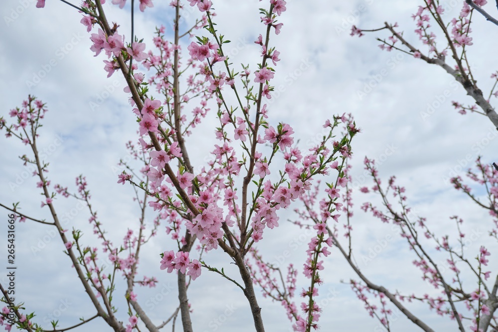Hello spring, tree, branch of pink peach blossoms, blue sky background. Hello spring, tree, branch of pink peach blossoms, blue sky background.