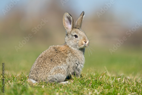 rabbit hare while on grass background