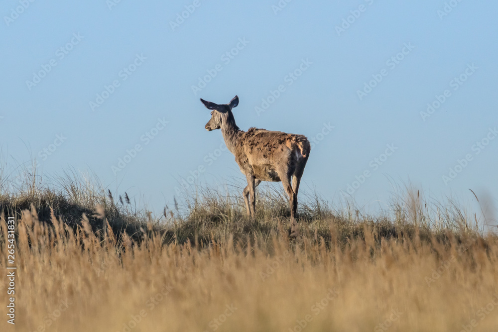 Fototapeta premium rotwild am meer
