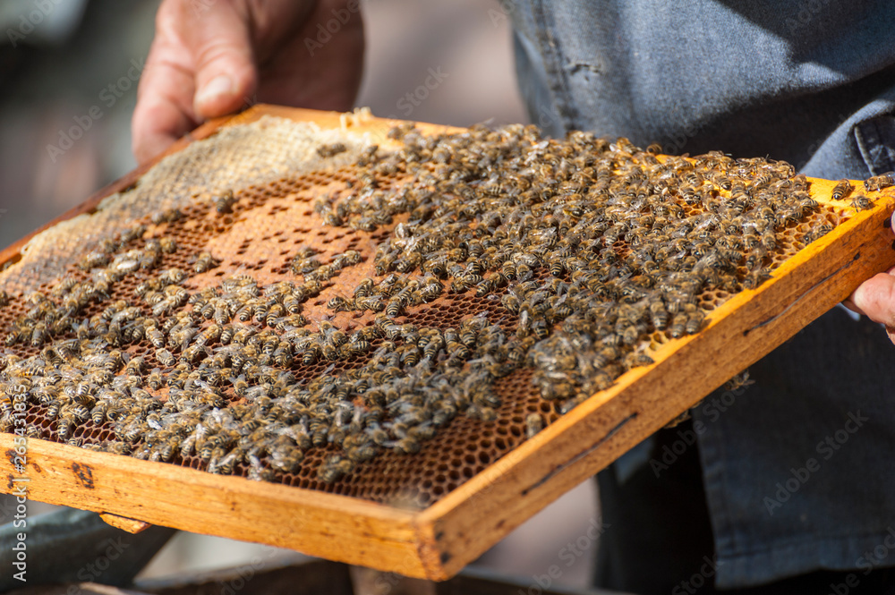 The beekeeper examines bees in honeycombs. The beekeeper examines bees in honeycombs.