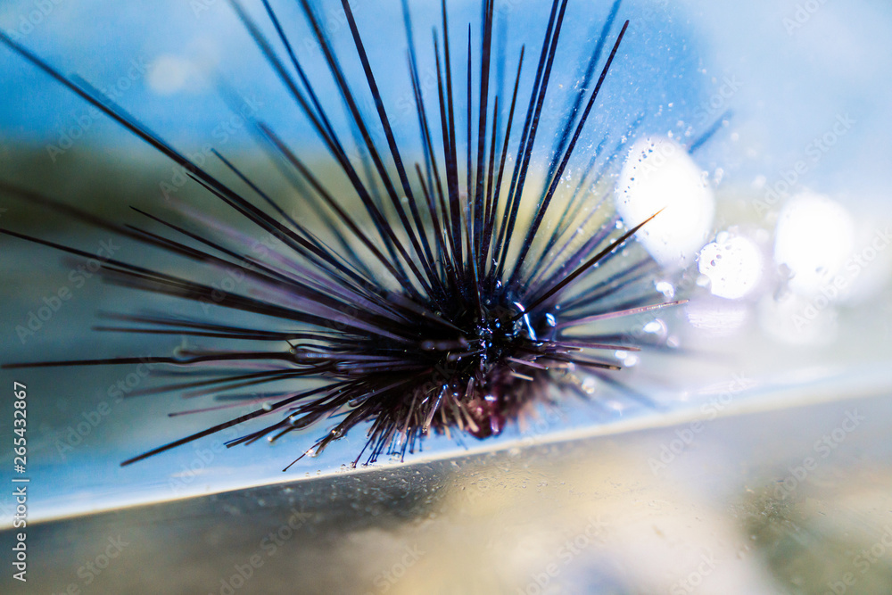 Naklejka premium Sea urchin Echinothrix diadema, commonly called diadema urchin or blue-black urchin. Close up macro shoot.