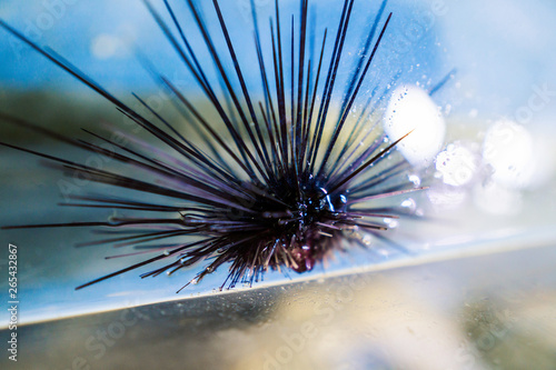 Sea urchin Echinothrix diadema, commonly called diadema urchin or blue-black urchin. Close up macro shoot. photo