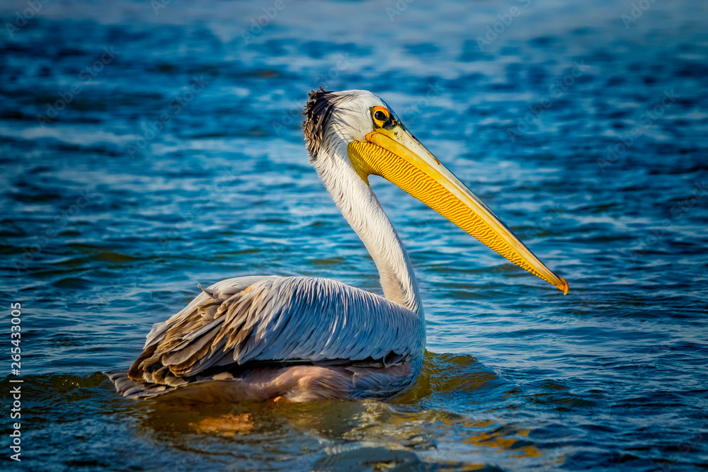 The Pink-backed Pelican or Pelecanus rufescens is floating in the sea lagoon in Africa, Senegal. It is a wildlife photo of bird