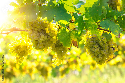 Photography Bunch of white grapes