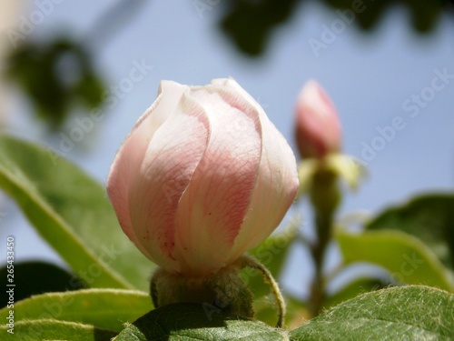 delicate flower bud of quince and spring