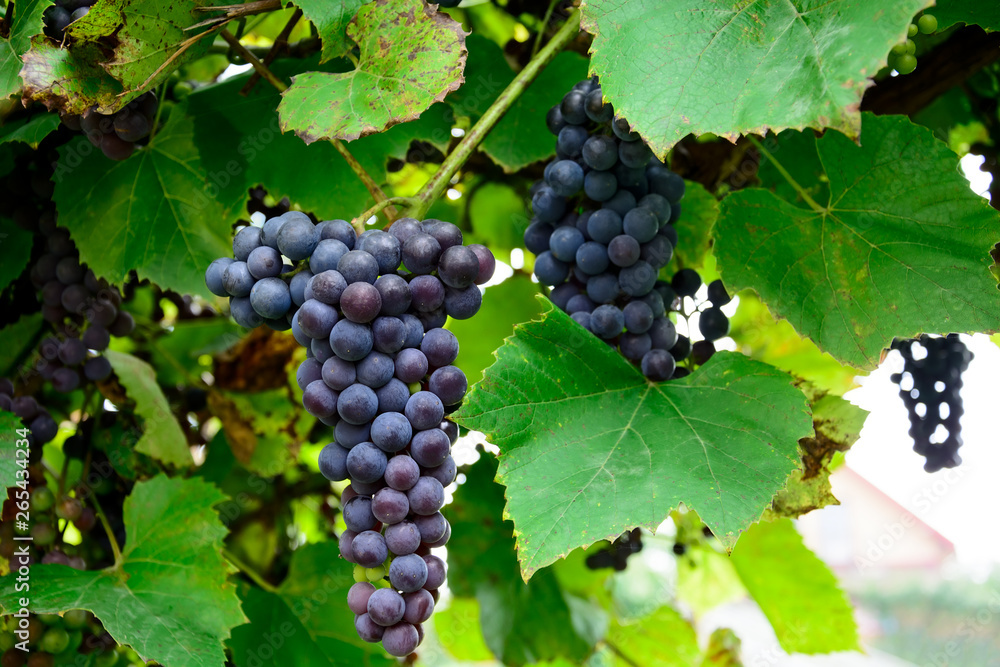 Vineyards in autumn. Ripe purple grapes. Harvesting time. Selective focus