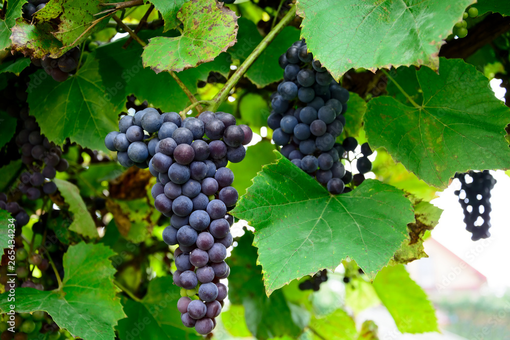 Vineyards in autumn. Ripe purple grapes. Harvesting time. Selective focus Vineyards in autumn. Ripe purple grapes. Harvesting time. Selective focus