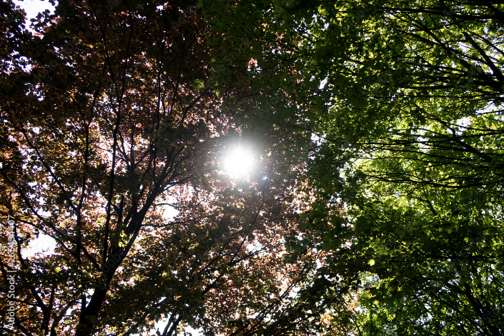 blick auf das sonnenlicht zwischen den blättern der bäume in geeste emsland deutschland fotografiert während eines spaziergangs in der natur an einem sonnigen tag blick auf das sonnenlicht zwischen den blättern der bäume in geeste emsland deutschland fotografiert während eines spaziergangs in der natur an einem sonnigen tag