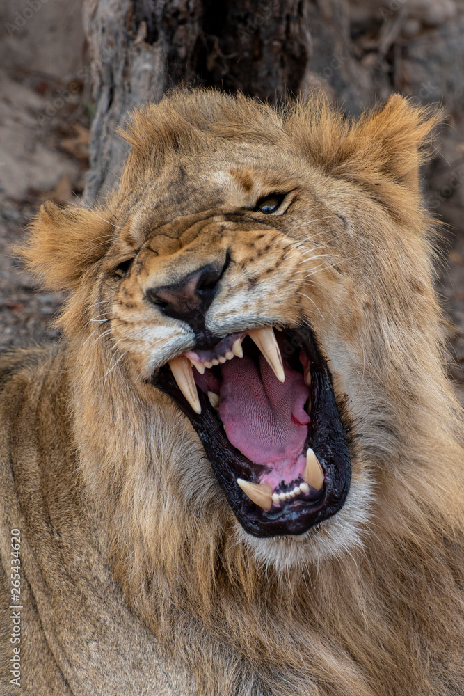Closeup photograph of a young male lion snarling and looking intimidating.