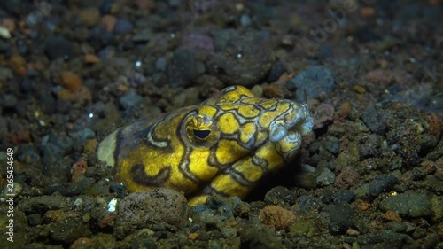 Napoleon Snake Eel - Ophichthus bonaparti. Sitting in a hole and hunting. Underwater world. Tulamben, Bali, Indonesia. photo