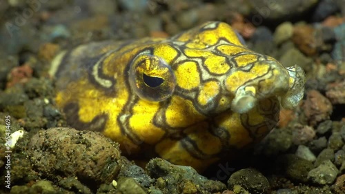 Napoleon Snake Eel - Ophichthus bonaparti. Sitting in a hole and hunting. Underwater world. Tulamben, Bali, Indonesia. photo