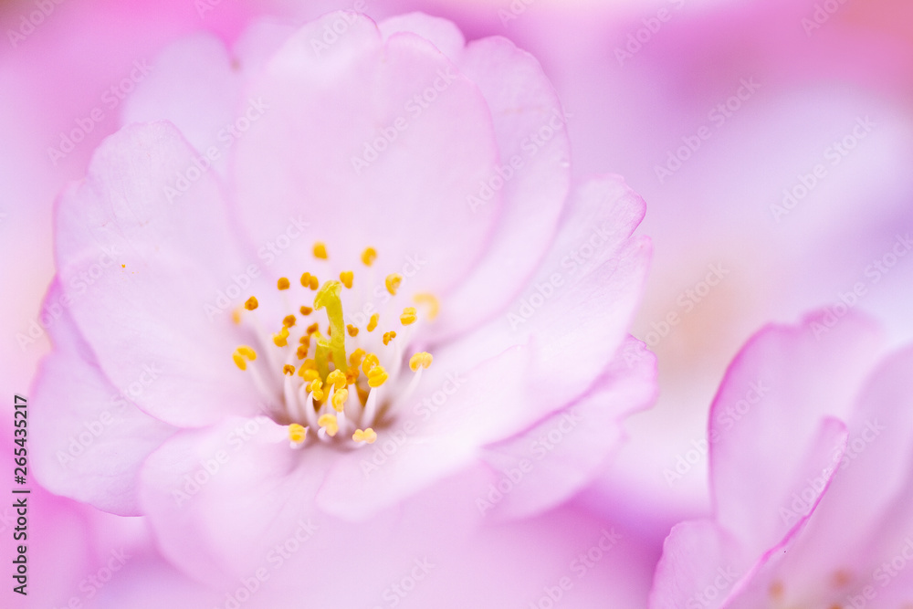 closeup of cherry blossom