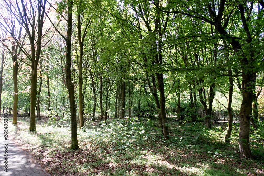 die bäume eines waldes in geeste emsland deutschland fotografiert während eines spaziergangs in der natur an einem sonnigen tag die bäume eines waldes in geeste emsland deutschland fotografiert während eines spaziergangs in der natur an einem sonnigen tag