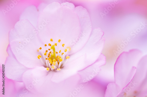 closeup of cherry blossom