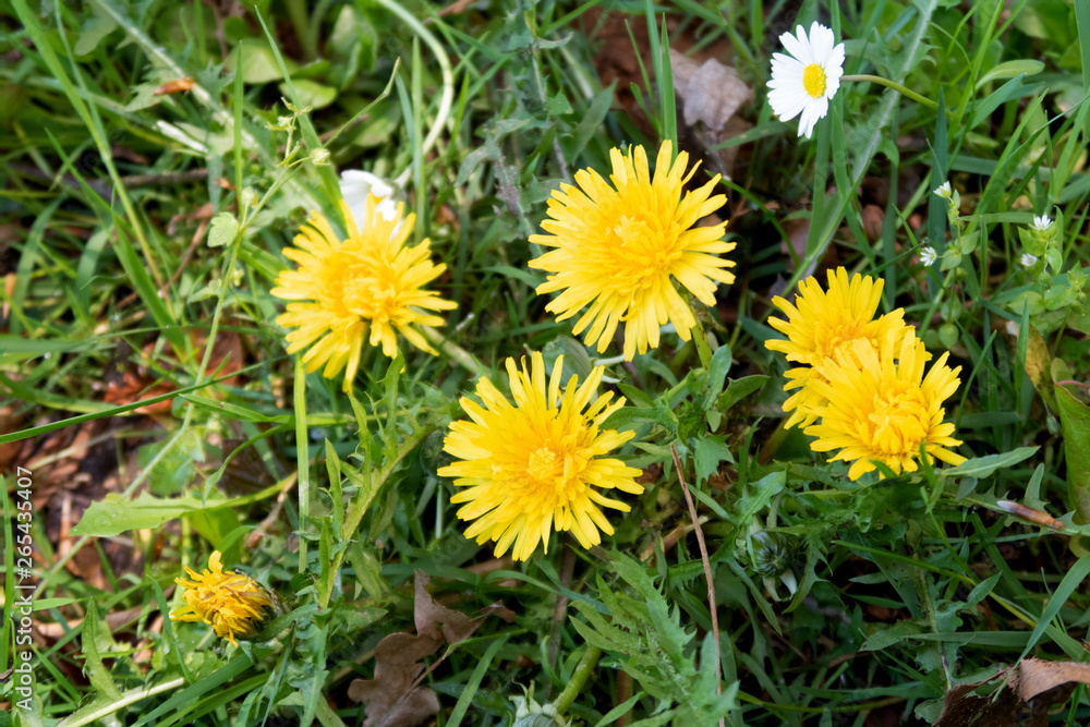 nahansicht von butterblumen auf einer wiese in geeste emsland deutschland fotografiert während eines spaziergangs in der natur an einem sonnigen tag nahansicht von butterblumen auf einer wiese in geeste emsland deutschland fotografiert während eines spaziergangs in der natur an einem sonnigen tag
