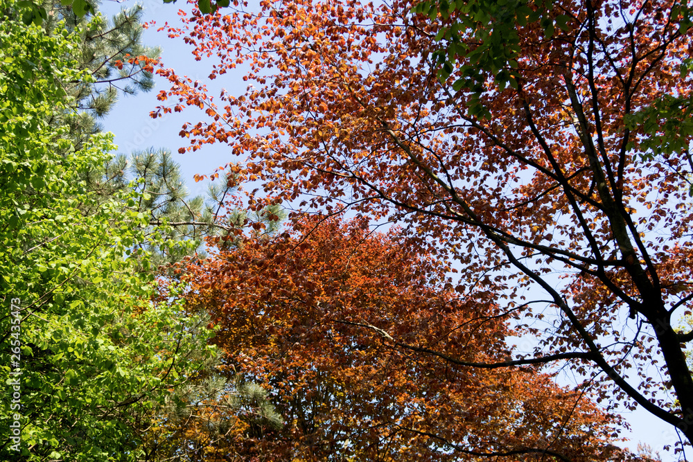 farbenfrohe blätter mit blauem himmel in geeste emsland deutschland fotografiert während eines spaziergangs in der natur an einem sonnigen tag farbenfrohe blätter mit blauem himmel in geeste emsland deutschland fotografiert während eines spaziergangs in der natur an einem sonnigen tag