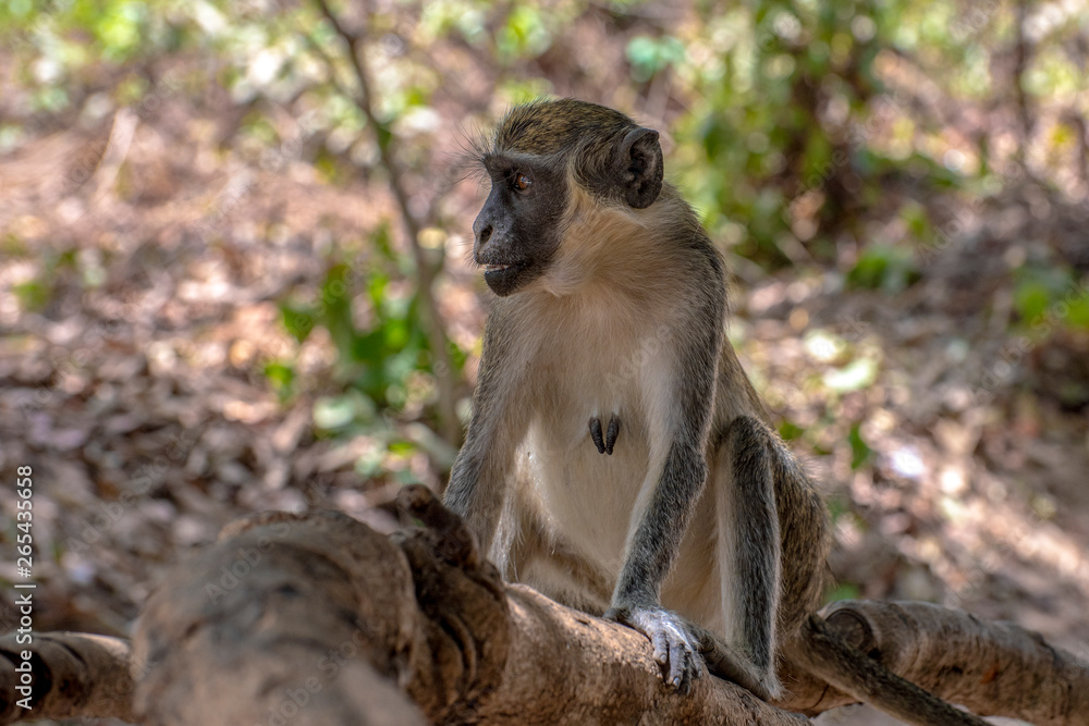 Green Vervet Monkeys in Bigilo forest park, The Gambia.