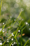 Blurred Grass Background With Water Drops