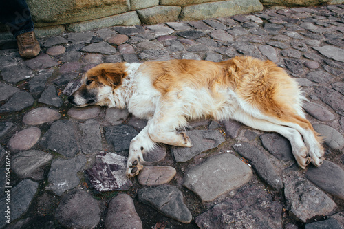 Stray Dog laying down on Cobble Stone Street - Cusco, Peru