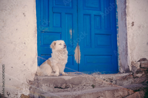 Stray Dog waiting in front of Bright Blue Door - Cusco, Peru