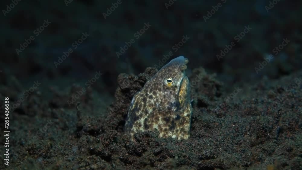Marbled Snake Eel - Callechelys marmorata. Sitting in a hole and hunting. Underwater world. Tulamben, Bali, Indonesia. Marbled Snake Eel - Callechelys marmorata. Sitting in a hole and hunting. Underwater world. Tulamben, Bali, Indonesia.
