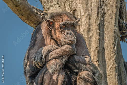 Portrait of a depressed adult Chimpanzee sitting at tree