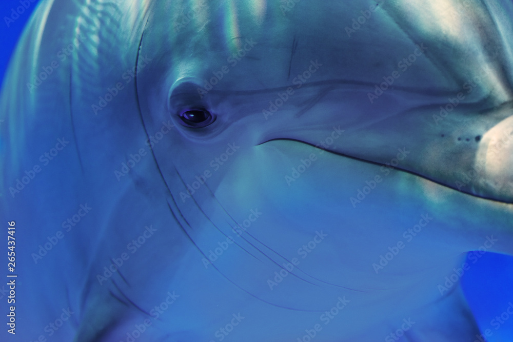 Fototapeta premium Dolphin