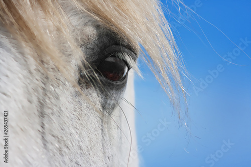 eye of a horse