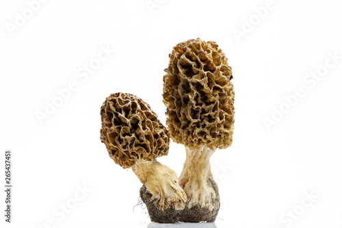 Canvas-taulu Morel mushroom with pronounced texture close-up
