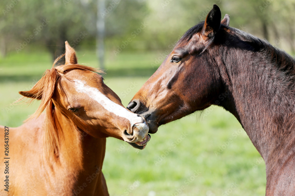 Fototapeta premium Portrait close up of young stallions playing on green natural background springtime