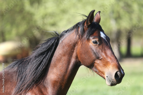 Portrait close up of young stallions playing on green natural background springtime