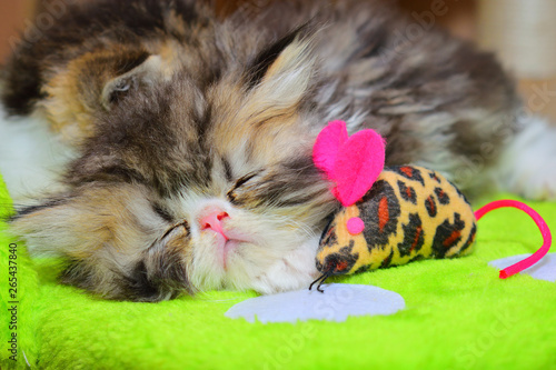 cute persian baby kitten photo