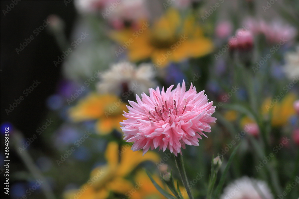 Fototapeta premium Centaurea cyanus