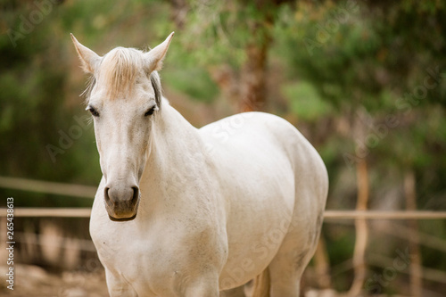 white horse in freedom, looking at camera