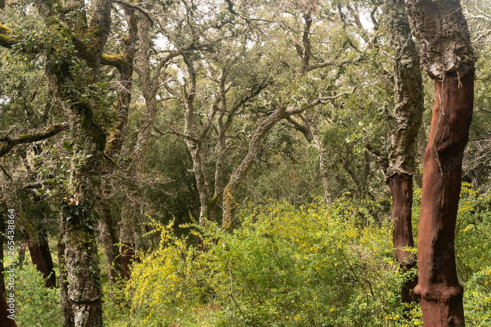 a cork oak forest on Sardinia, Italy a cork oak forest on Sardinia, Italy