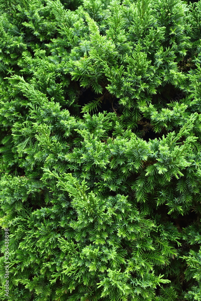 green pine tree in nature