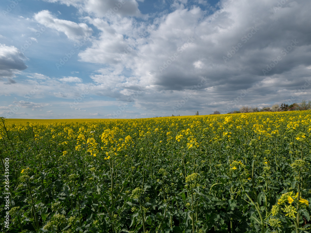 Beautiful landscape of bright yellow rapeseed in spring. Yellow flowers of rapeseed. Blue sky with white clouds over the field.