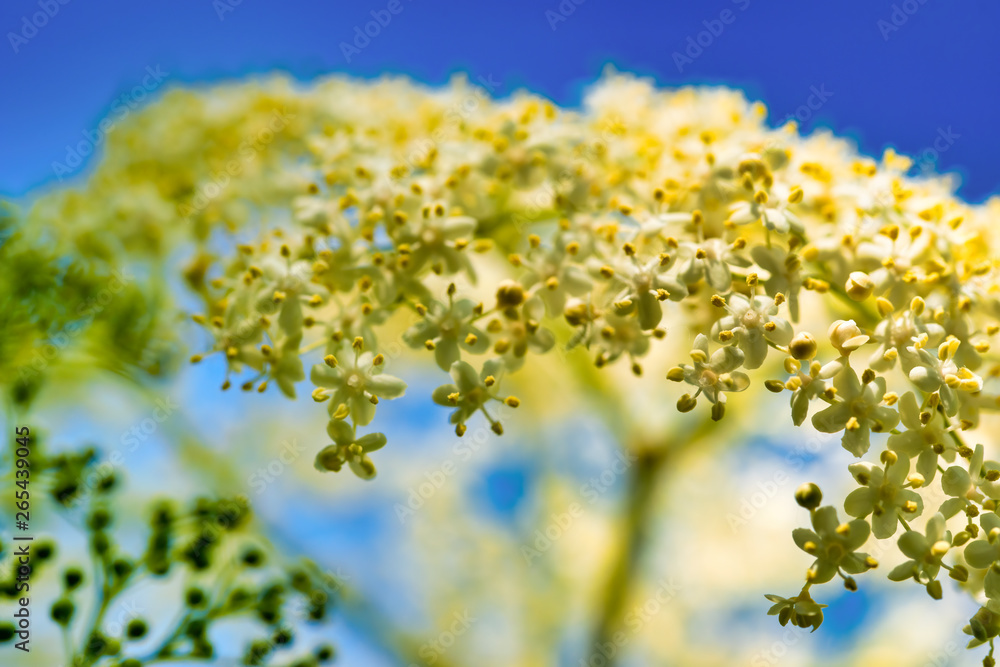 elder flower in a meadow elder flower in a meadow