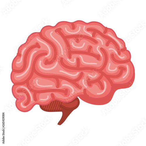 brain human organ icon