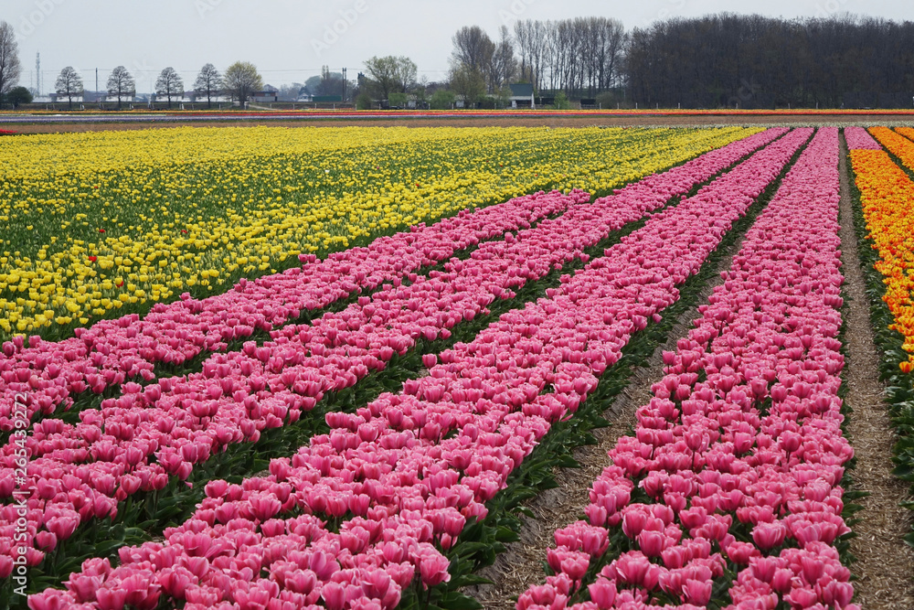 Netherlands. The rose and yellow flower bulb fields ofTulips