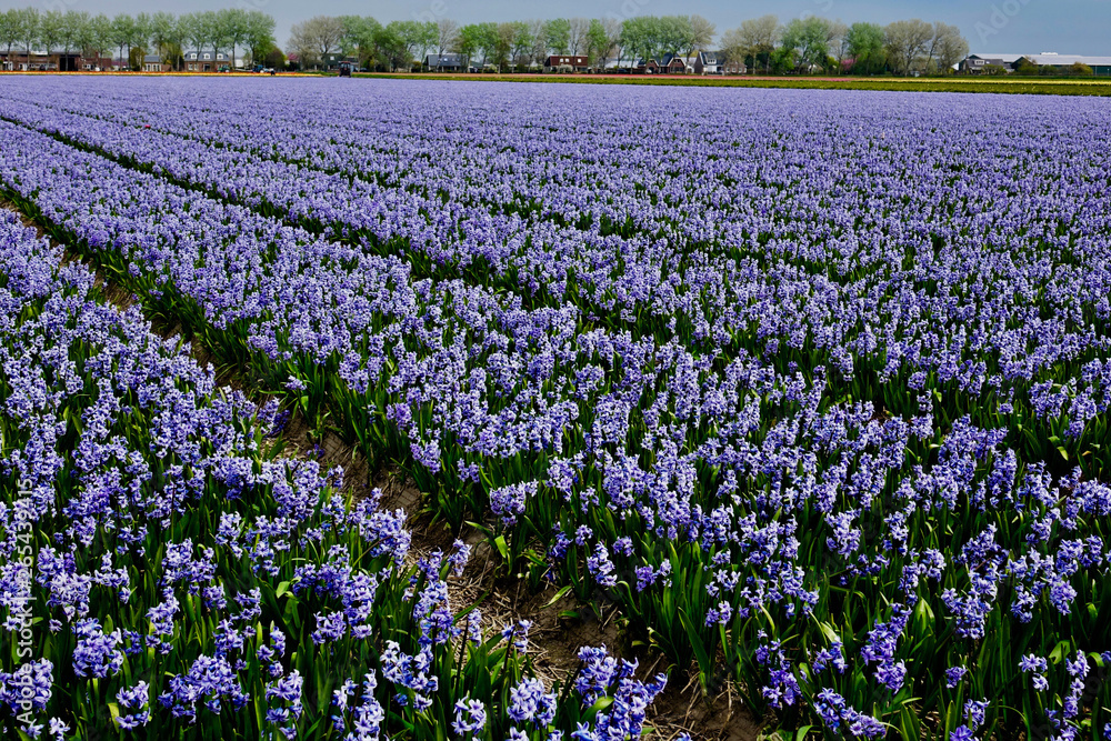 Netherlands. The pink flower bulb fields of Hyacinths