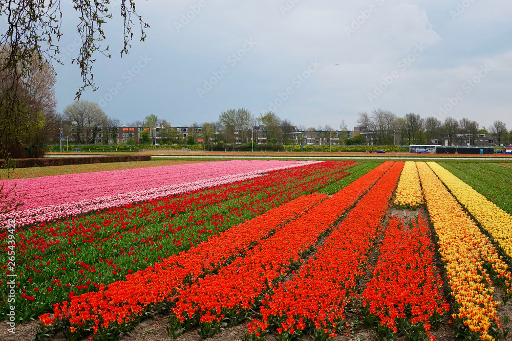 Netherlands. The red flower bulb fields of Tulips