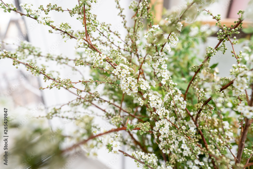 Blooming Spirea, Snow White. Close-up of white spirea blossoms with select focus and blurry background. Flower shop, floristry concept Blooming Spirea, Snow White. Close-up of white spirea blossoms with select focus and blurry background. Flower shop, floristry concept