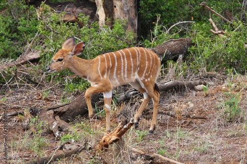 un jeune kudu